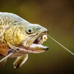 Magic Trout Trout Hook To Nylon Onderlijn Size 8 70cm (7pcs)