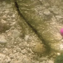 Carp Spirit Camo Weed Lead Core