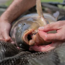 Pole Position Line Aligner Medium Tungsten